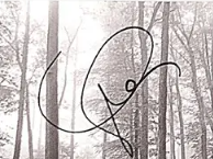 A fast, looping signature in black ink written across a pale photograph of a misty forest.